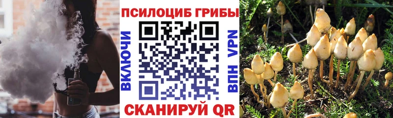 Псилоцибиновые грибы GOLDEN TEACHER  магазин    Суздаль 